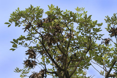 Handroanthus chrysotrichus